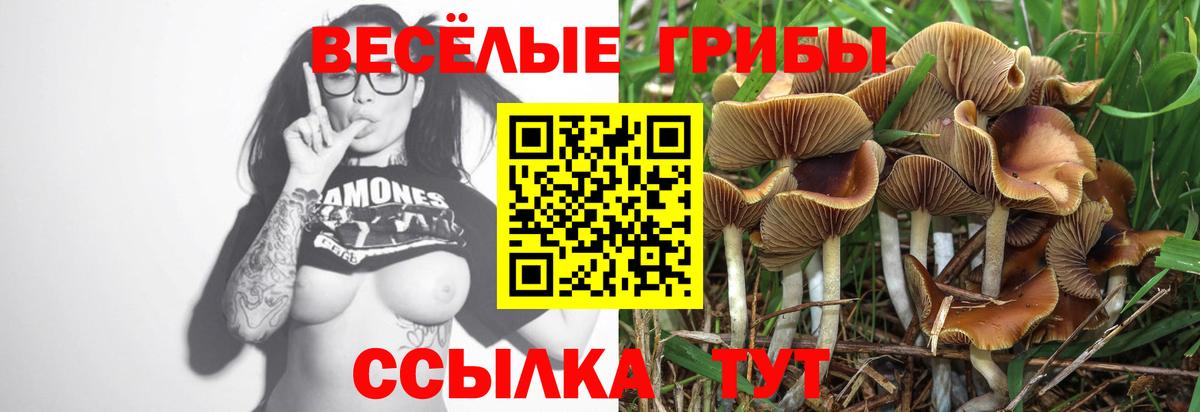 Псилоцибиновые грибы Magic Shrooms  Вход с VPN  как найти   Волгодонск  Псилоцибиновые грибы Cubensis 